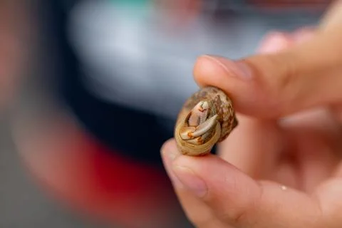 Hermit crabs that live in small shells Stock Photos