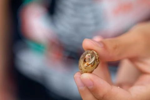 Hermit crabs that live in small shells Stock Photos
