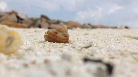 Hermit crabs macro Stock Footage 49603492