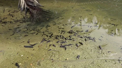 Hermit crabs, Malaysia Vidéo 129530815