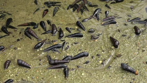 Hermit crabs, Malaysia Stockbeeldmateriaal 129530824