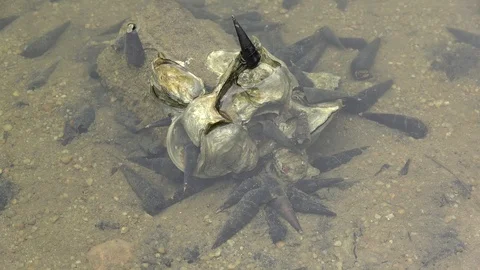 Hermit crabs, Malaysia Stockbeeldmateriaal 129530831