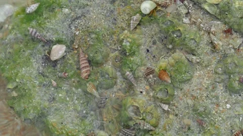 Hermit Crabs Moving Across Algae Covered Tidal Rock in Shallow Water Vídeos de archivo 337612730