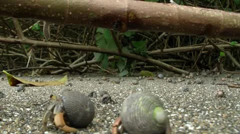 Hermit-crabs passing Video stock 8839645