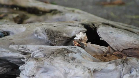 Hermit crabs play Stock Footage 88393255