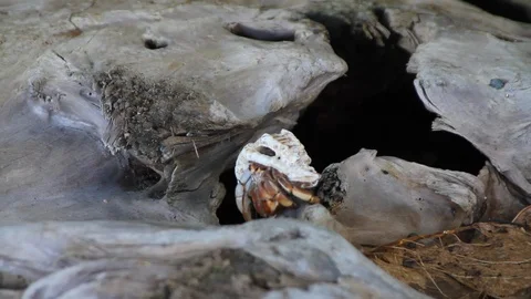 Hermit Crabs on rainforest floor Stock Footage 88412727