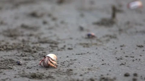 Hermit crabs run on the sand beach close up Stock Footage 132200357