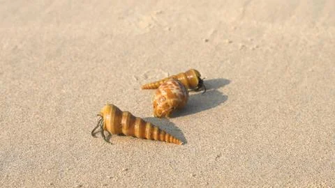 Hermit crabs on the sand in their shells Stock Photos