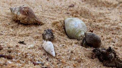 Hermit crabs on the sandy beach Video stock 280898231