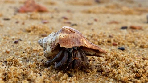 Hermit crabs on the sandy beach Stock Footage 280898432