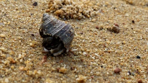 Hermit crabs on the sandy beach Stock Footage 280898623