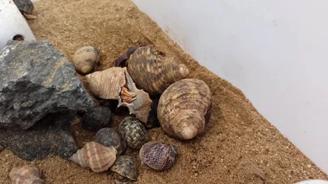 Hermit crabs in shells on sandy substrate with rocks in terrarium Stock Footage 337760661