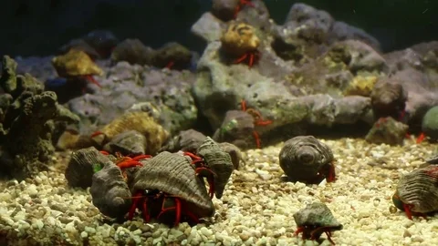 Hermit crabs socializing Stock-Footage 75054659