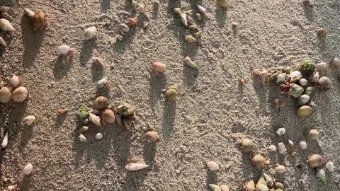 Hermit crabs swap shells on the beach Stockbeeldmateriaal 330749741