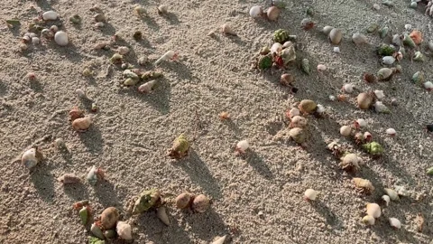 Hermit crabs swap shells on the beach 動画素材 330749940