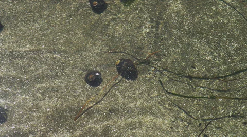 Hermit Crabs Under Water Stock Footage 35295947