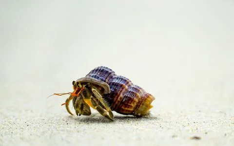 Hermit crabs that use their shells for their habitats along the beach. Stock Photos