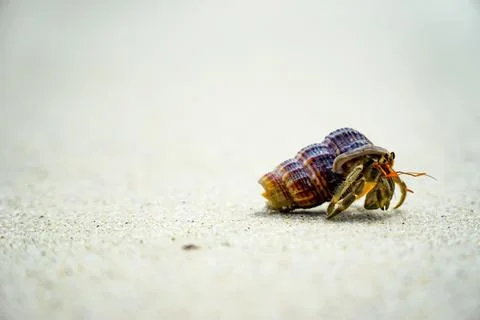 Hermit crabs that use their shells for their habitats along the beach. Stock Photos