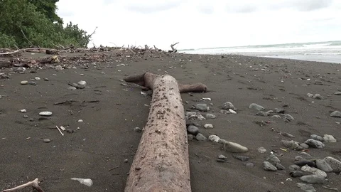 Hermit crabs walk on tree log on beach with rolling ocean waves Stock Footage 113875646