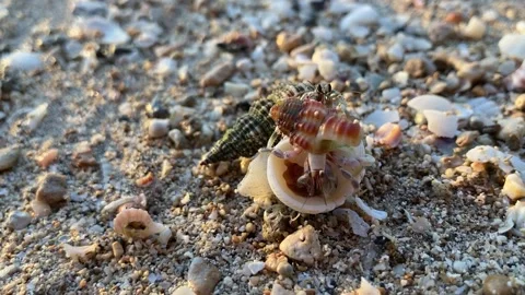 Hermit Crabs Wrestle on a Sandy Beach Vídeo Stock 322804807