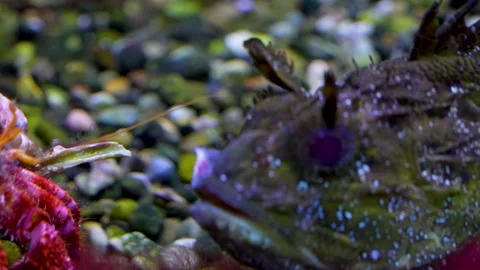 A hermit crap and a tropical stone fish Stock Footage 278014332
