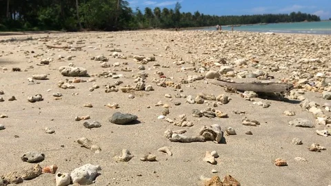Hermit crap walking along the beach people Stock Footage 89662604