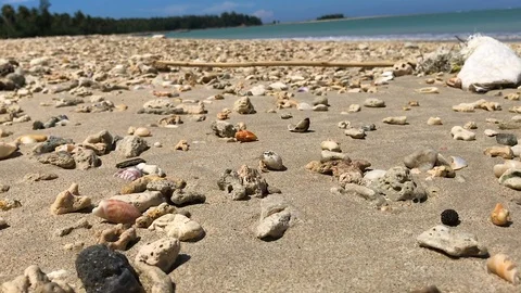 Hermit crap walking along the beach Stock Footage 89662781