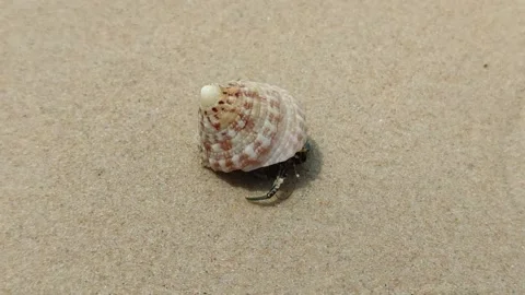Hermit crawling on the sand at the beach of Krabi Stock Footage 160532504