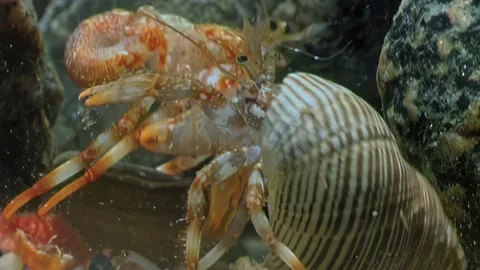 Hermit Crayfish Competing for Shells: Survival in Vibrant Ecosystem Stock Footage 282434383