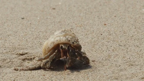 Hermit Crayfish 스톡 동영상 87572166