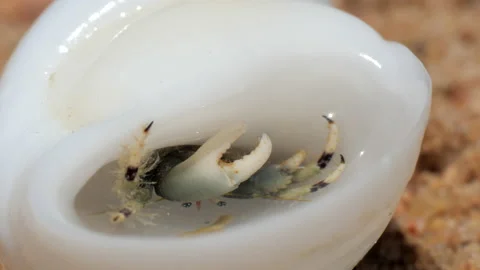 A hermit crayfish in a white seashell Stock Footage 197803124