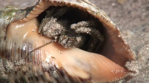 Hermit Stock-Footage 7613355