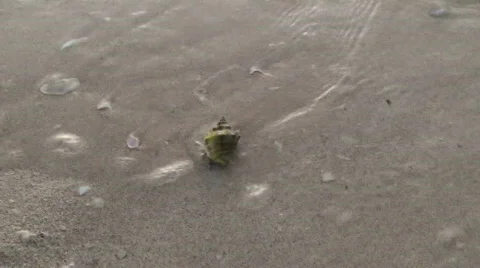 Hermit part 2 Stock Footage 380876