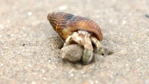 Hermit small crab hiding in shell Stock Footage 78425860