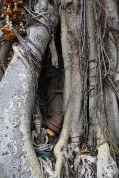 Hermit statue inside bodhi tree Stock Photos