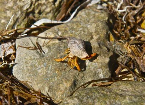 A Hermit Sunset Foto stock