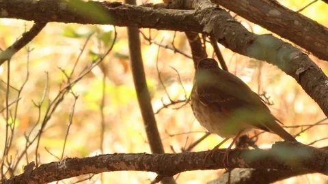 Hermit Thrush bird with bright forest background, 1080p tripod Vídeo Stock 98151824