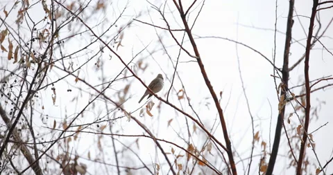 Hermit Thrush Bird Eating a Berry Stock Footage 239892733