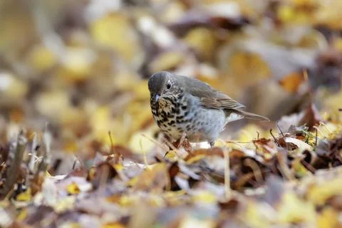 Hermit Thrush bird Foto stock