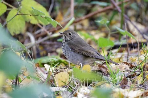Hermit Thrush bird Foto stock