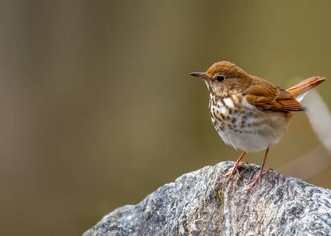 Hermit Thrush (Catharus guttatus) Stock Photos