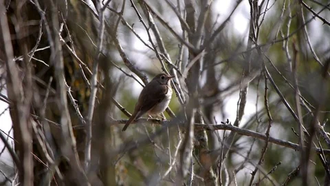 Hermit thrush (Catharus guttatus) sitting among branches. Video stock 73284225