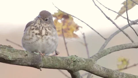 Hermit Thrush close-up view perched on a branch with bokeh background 스톡 동영상 98135923