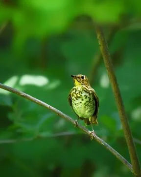 Hermit Thrush perched on a slender branch Stock Photos