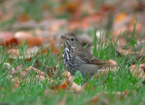 Hermit thrush Foto stock