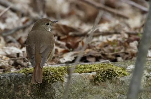 Hermit Thrush Stock Photos