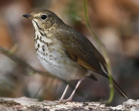 Hermit Thrush Stock Photos