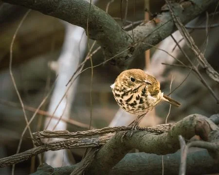 Hermit Thrush Foto stock