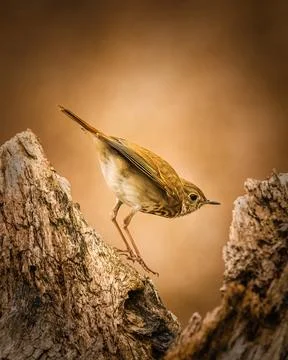 Hermit Thrush Foto stock
