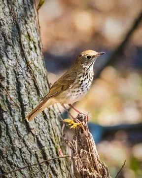 Hermit Thrush Stock Photos